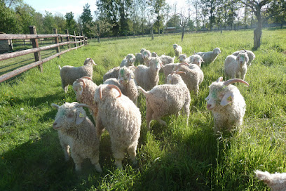 Photo Mohair du Marais